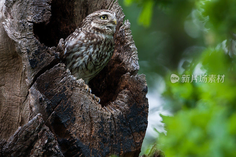 小猫头鹰(Athene noctua)